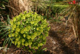 Euphorbia characias subsp. wulfenii RCP4-2015 007.JPG